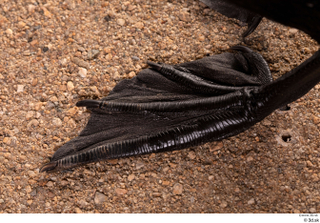 Double-crested cormorant Phalacrocorax auritus foot 0002.jpg